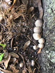 Fungi