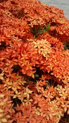 Ixora coccinea