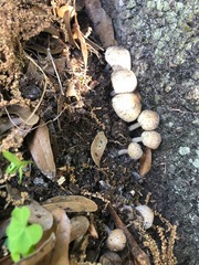 Fungi
