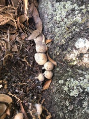 Fungi
