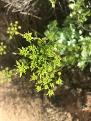 Tauschia arguta