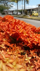 Ixora coccinea