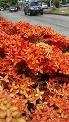 Ixora coccinea