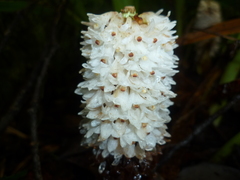 Coelia densiflora