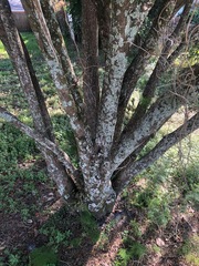 Lecanoromycetes