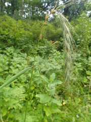 Elymus wiegandii