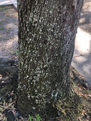 Lecanoromycetes