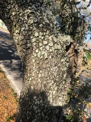 Lecanoromycetes