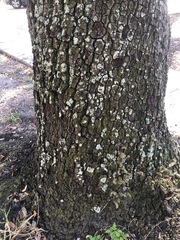 Lecanoromycetes