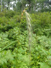 Elymus wiegandii