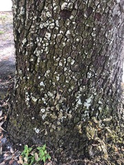 Lecanoromycetes