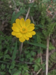 Ranunculus macranthus