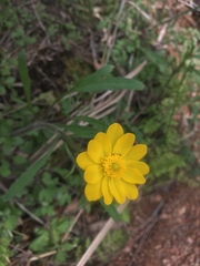 Ranunculus macranthus