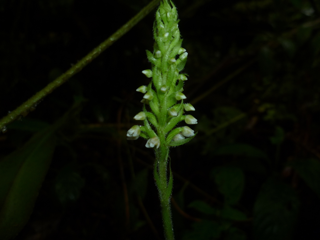 Goodyera major
