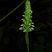 Goodyera major - Photo (c) Hermes Vega, some rights reserved (CC BY-NC), uploaded by Hermes Vega