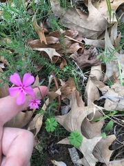 Phlox nivalis texensis
