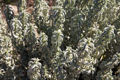 Magnoliopsida