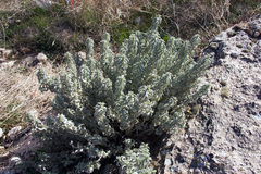 Magnoliopsida