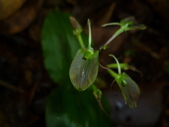 Liparis arnoglossophylla