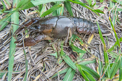 Procambarus albaughi