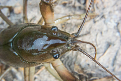 Procambarus albaughi