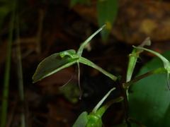 Liparis arnoglossophylla