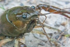 Procambarus albaughi