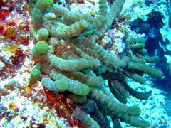 Tydemania expeditionis