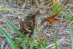 Procambarus albaughi