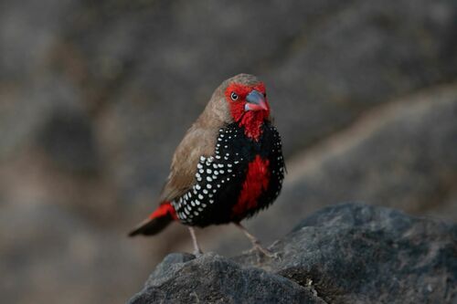 Painted Finch (Emblema pictum), photo 10