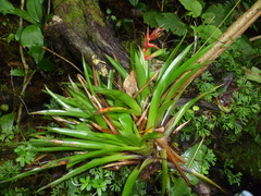 Tillandsia excelsa
