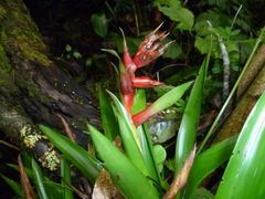 Tillandsia excelsa
