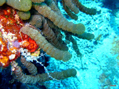 Tydemania expeditionis
