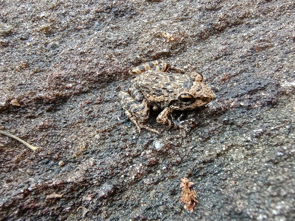 Rocky-Terrain Leaping Frog
