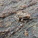 Rocky-terrain Leaping Frog - Photo (c) Deepak Kambrath, some rights reserved (CC BY-NC), uploaded by Deepak Kambrath
