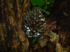 Bruceholstia magnifolia