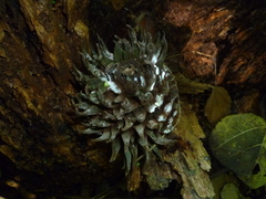 Bruceholstia magnifolia
