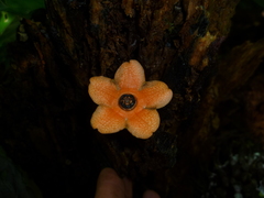 Bruceholstia magnifolia