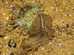 Phrikoceros