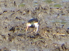 Gracupica floweri