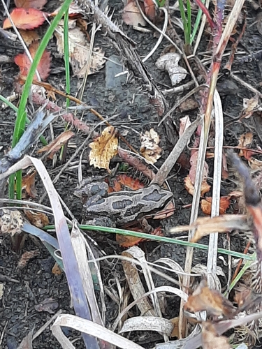 Boreal Chorus Frog photographed in North Dakota