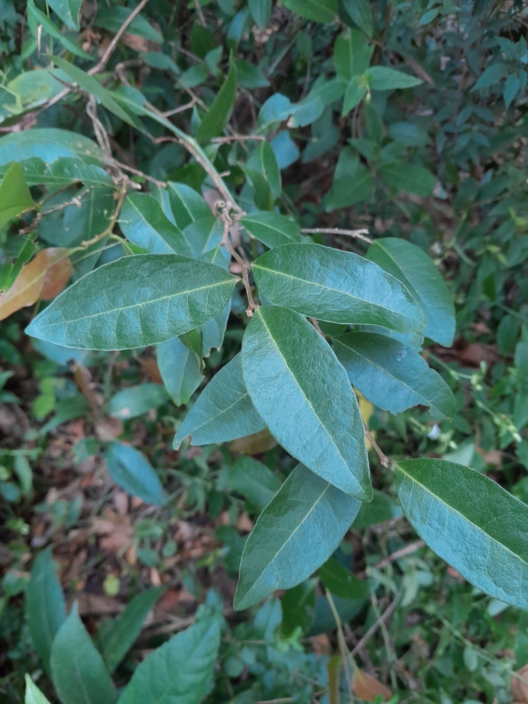 Cleistanthus from North Arm QLD 4561, Australia on October 5, 2023 at ...