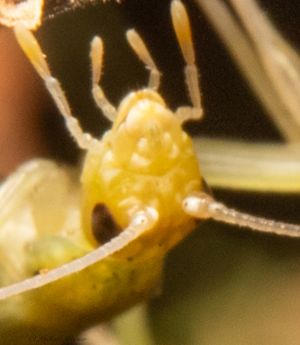 Riley's tree cricket photo 3