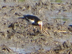 Gracupica floweri