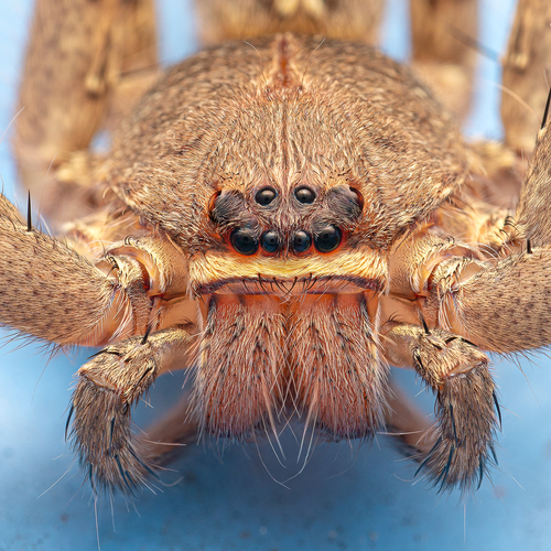 Pantropical Huntsman Spider, photo 2 of 10