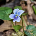 Violets - Photo (c) noelpenn, some rights reserved (CC BY-NC), uploaded by Noel Pennington