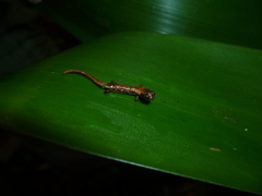 Dendrotriton sanctibarbarus