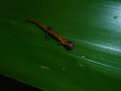 Dendrotriton sanctibarbarus