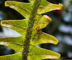 Novaranea queribunda