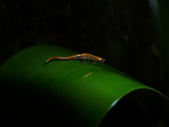 Dendrotriton sanctibarbarus